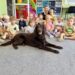 Dogoterapia u „Białych Misiów”