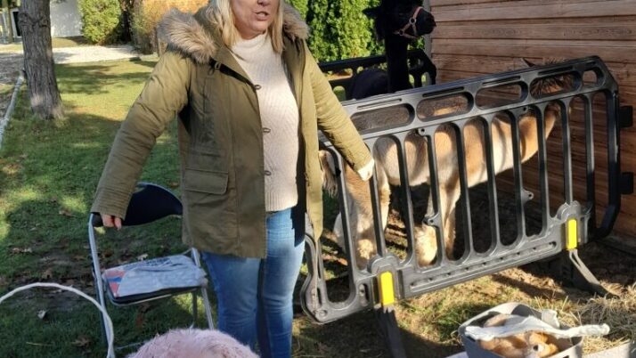 Alpaki w przedszkolu