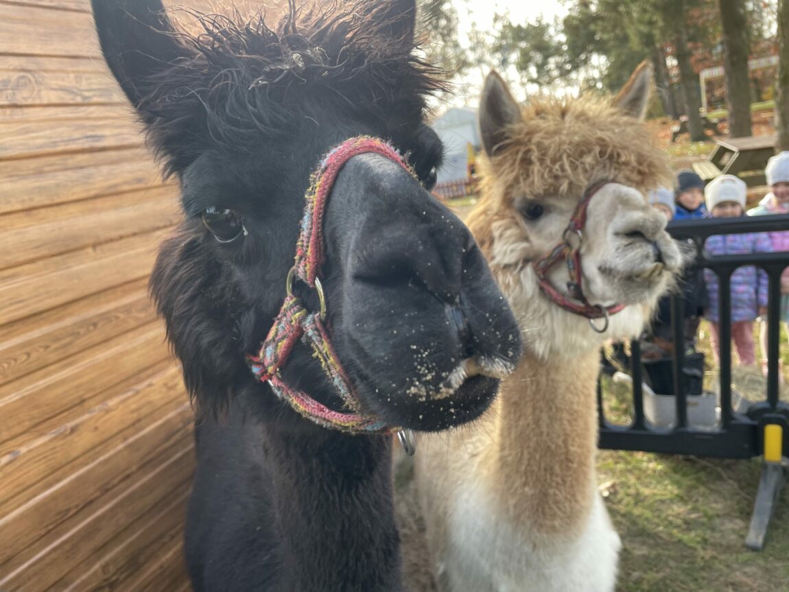 Alpakoterapia w ogrodzie przedszkolnym