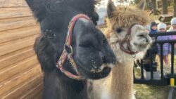 Alpakoterapia w ogrodzie przedszkolnym