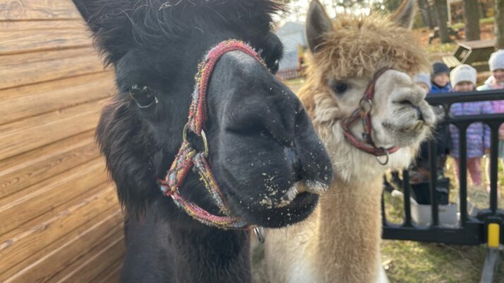 Alpakoterapia w ogrodzie przedszkolnym
