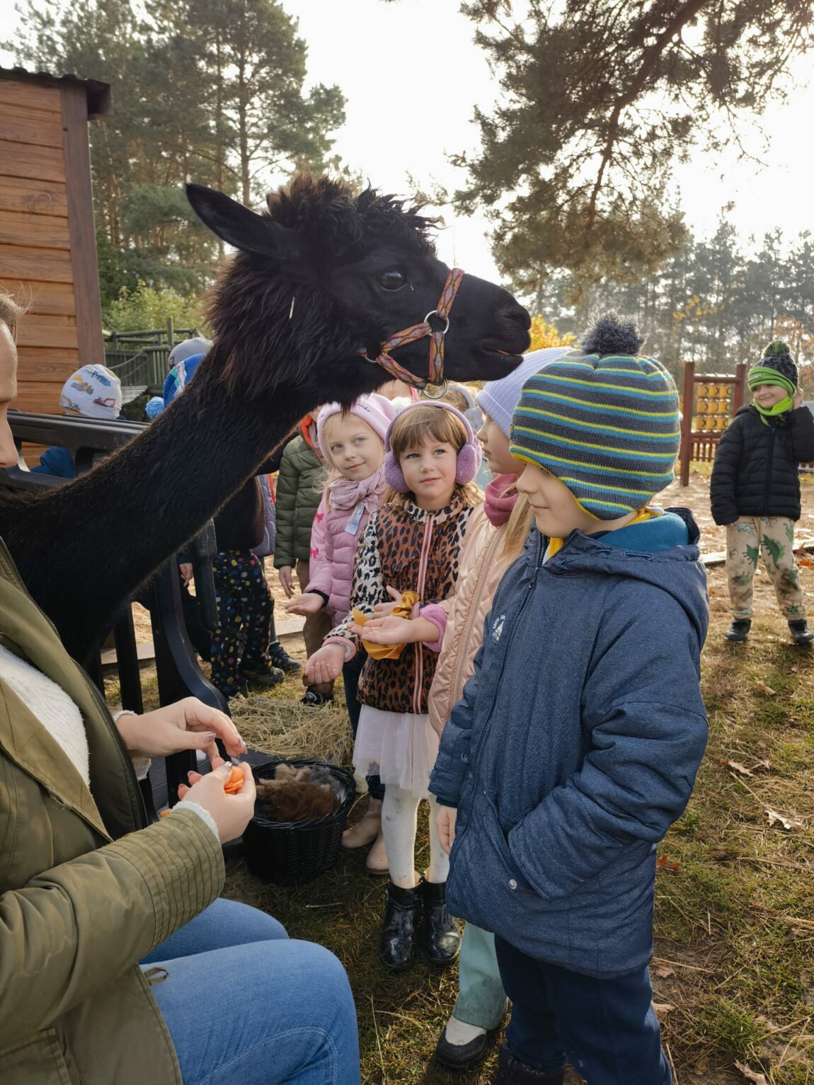Alpakoterapia w ogrodzie przedszkolnym