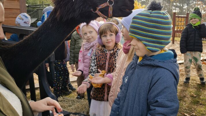 Alpakoterapia w ogrodzie przedszkolnym
