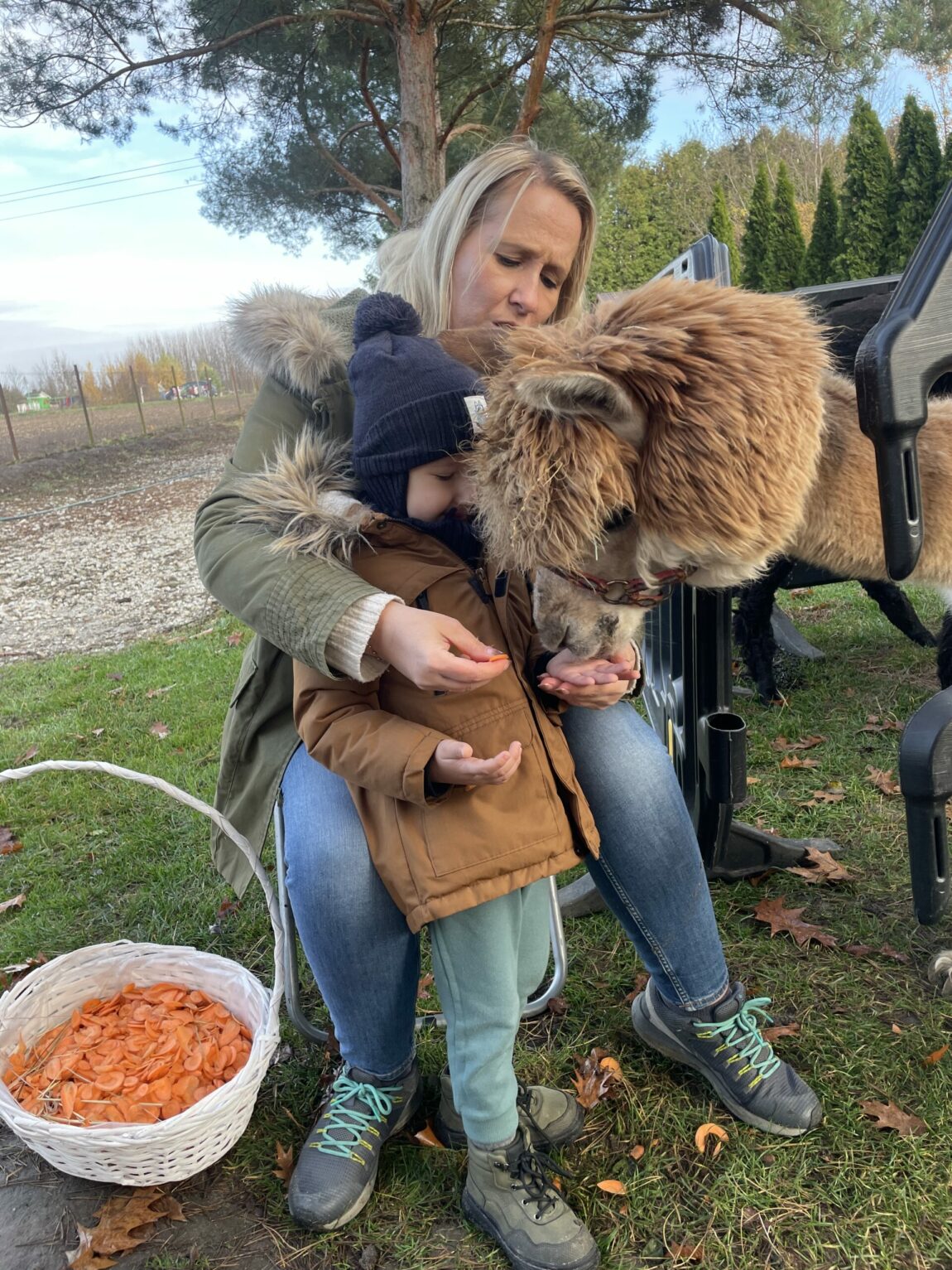 Poznajemy Chrupka i Kaktusa – Alpaki