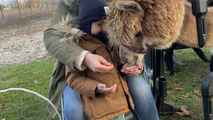 Poznajemy Chrupka i Kaktusa – Alpaki