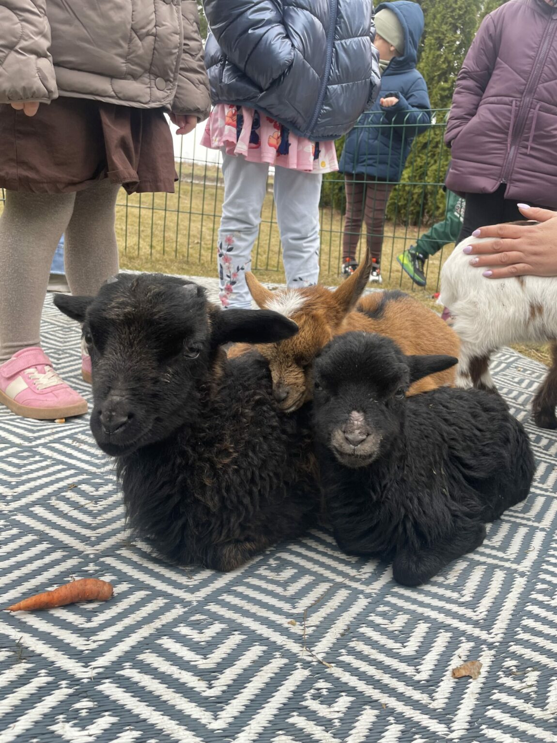 Odwiedziny Pani Weroniki z farmy „W cieniu orzecha” z kozami