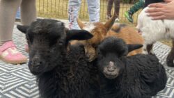 Odwiedziny Pani Weroniki z farmy „W cieniu orzecha” z kozami