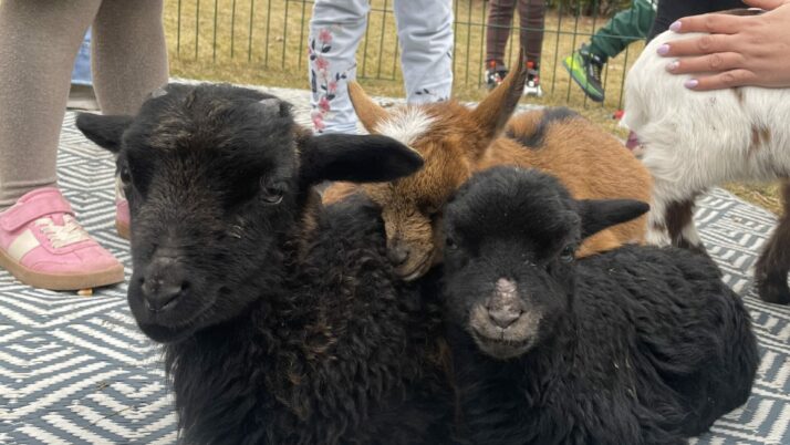 Odwiedziny Pani Weroniki z farmy „W cieniu orzecha” z kozami